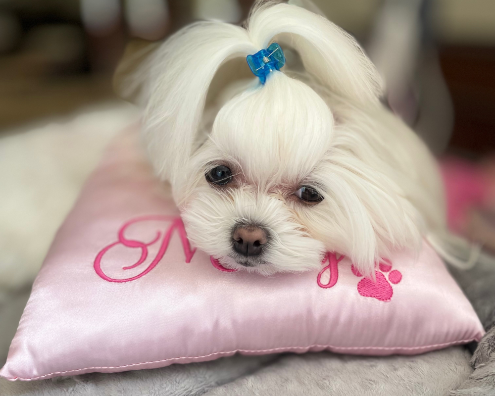 Satin Top Knot Dog Grooming Pillow